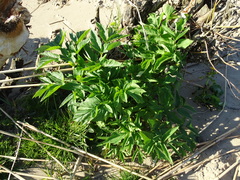 Angelica archangelica litoralis