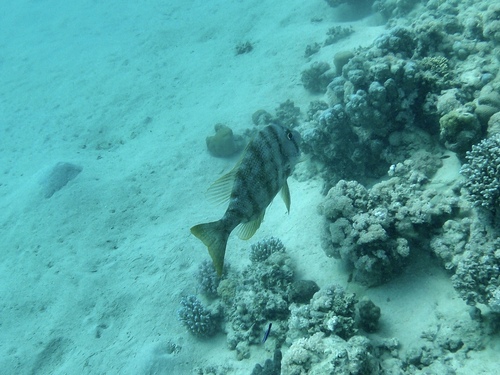 Gymnocranius grandoculis observed 2024-03-03