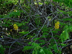 Cassia leiandra