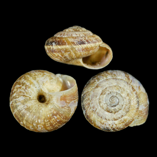 Wrinkled Snail