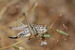 Platycleis affinis