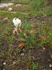 Iris albicans