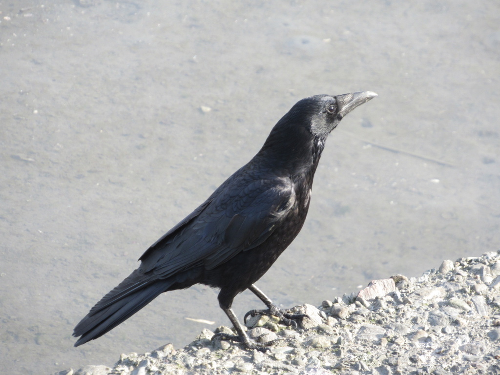 January Crow Carrion Crow from 永国寺町, 高知市, 高知県, JP on January 30, 2024 at 03:06 PM by ...