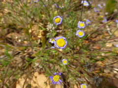 Felicia bergeriana