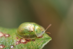 Cassida margaritacea