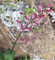 Salvia hierosolymitana hierosolymitana