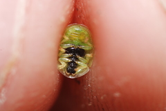 Cassida margaritacea