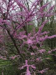 Cercis canadensis