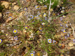 Felicia bergeriana