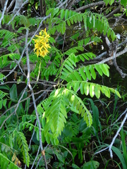 Cassia leiandra