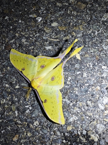 South China Moon Moth
