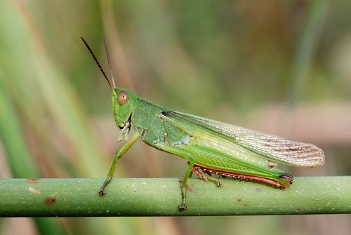 Tricolor Grasshopper
