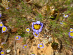 Felicia bergeriana