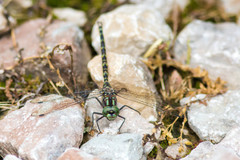 Gomphaeschna furcillata