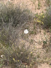 Oenothera albicaulis