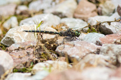 Gomphaeschna furcillata