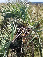 Butia paraguayensis, photograph (c) Roderick Cameron, some rights reserved (CC BY)