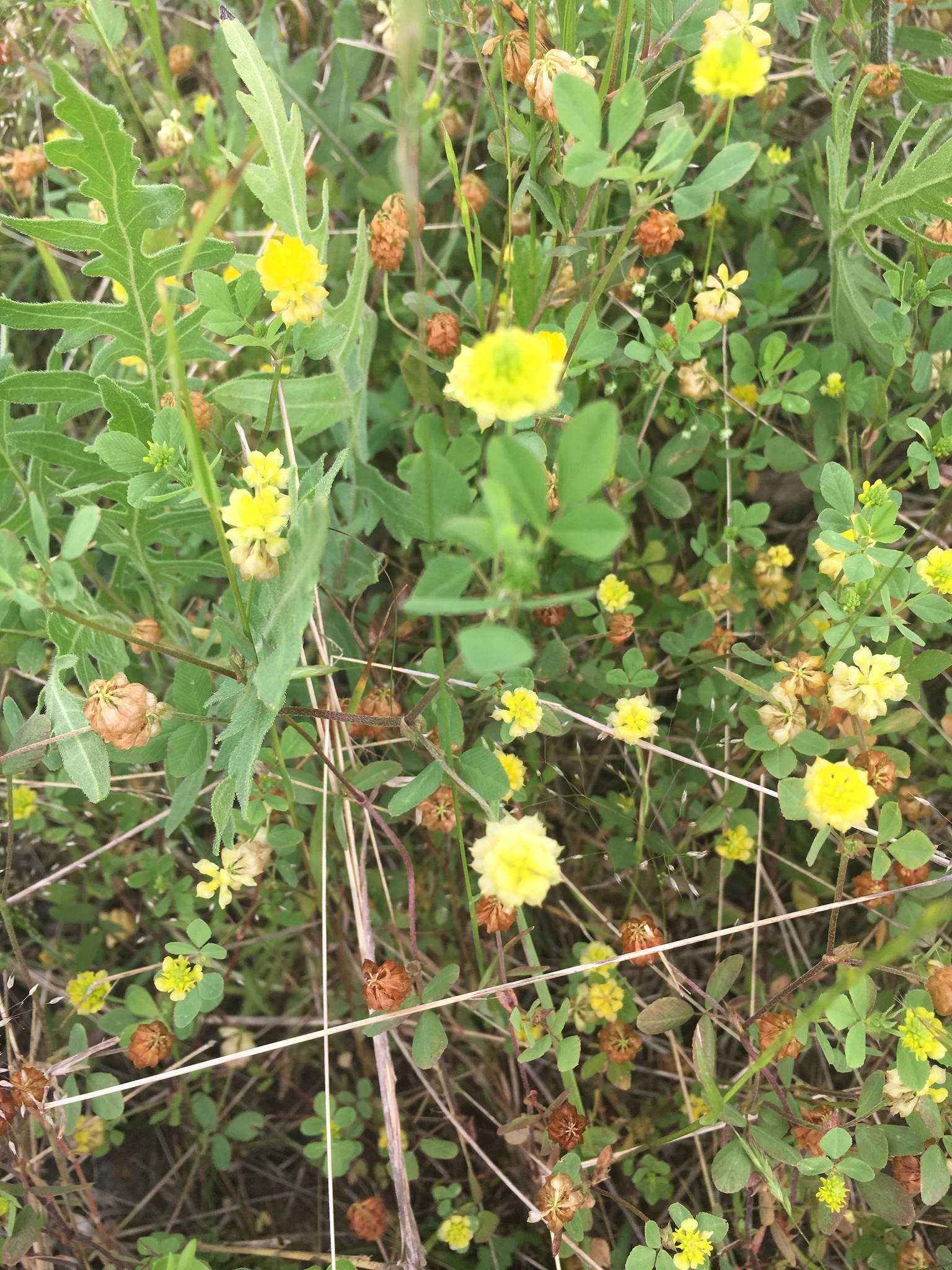Trifolium campestre