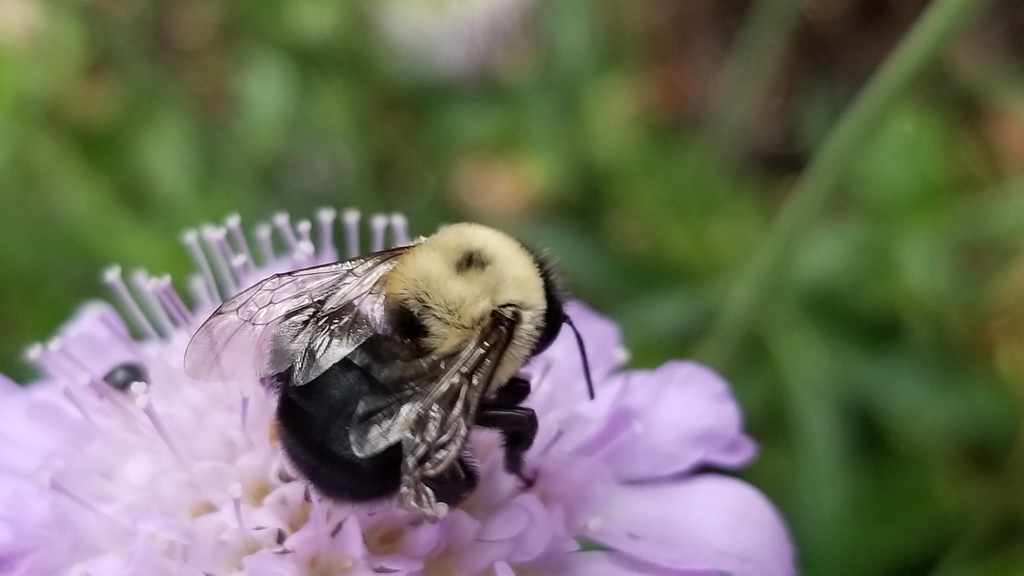 Abrupt Digger Bee