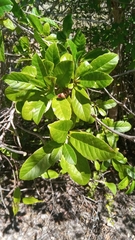 Tetracera