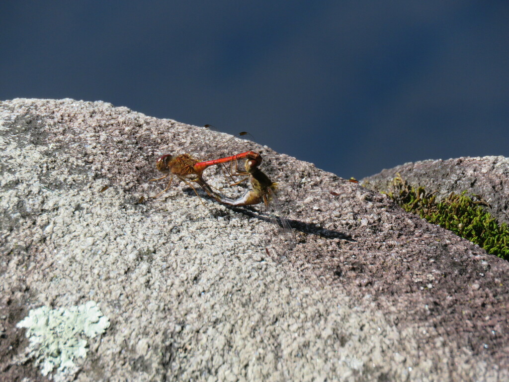 Autumn Meadowhawk from Preston Pond, Bolton, VT 05465, USA on August 27, 2022 at 0316 PM by