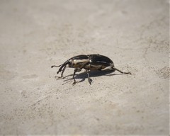 Sphenophorus aequalis