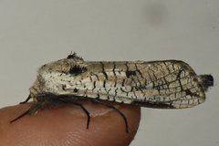 Strigocossus