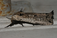Strigocossus