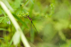 Lestes vigilax