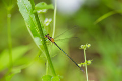 Lestes vigilax