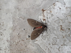 Euclera rubricincta