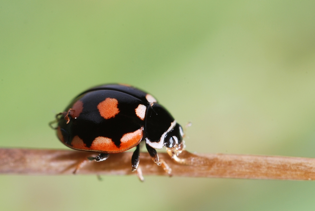 Coccinula sinuatomarginata