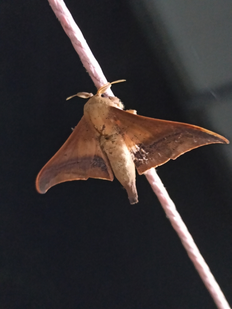 Psychocampa lacuna