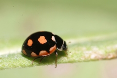 Coccinula sinuatomarginata