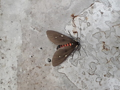 Euclera rubricincta