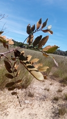 Millettieae