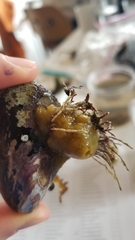 Halichondria panicea