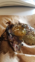 Halichondria panicea