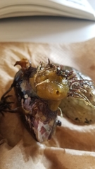 Halichondria panicea