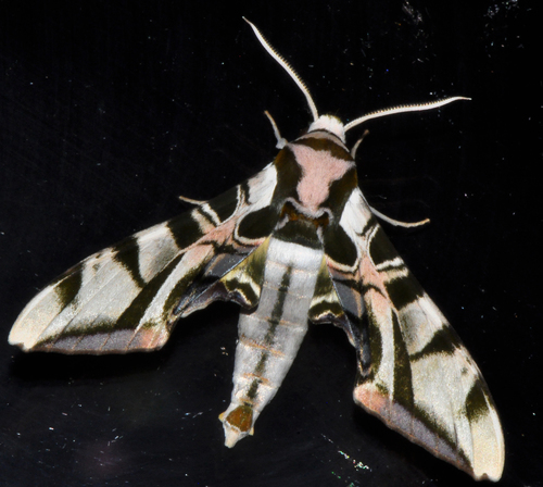 Lavender Sphinx Moth