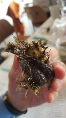 Halichondria panicea