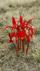 Sprekelia formosissima