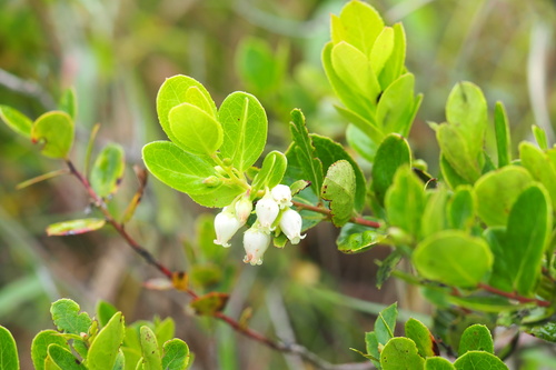Vaccinium cereum observed 2024-03-04