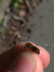 Andrena helvola