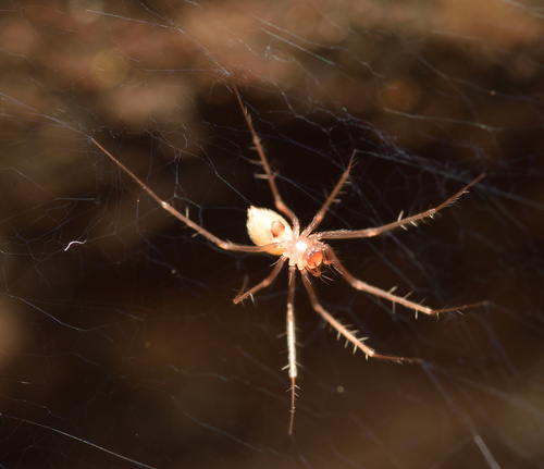 Canarionesticus quadridentatus
