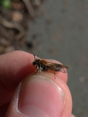 Andrena helvola