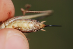 Platycleis albopunctata albopunctata