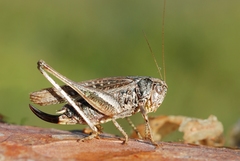 Platycleis albopunctata albopunctata