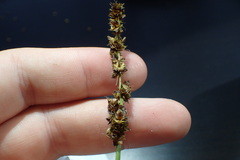 Carex triangularis