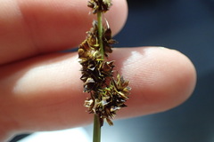 Carex triangularis